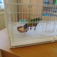 Chovatelský program