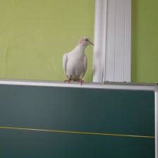 Chovatelský program