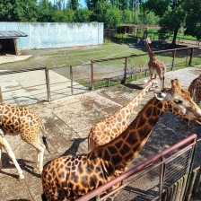 Školní výlet do ZOO Olomouc
